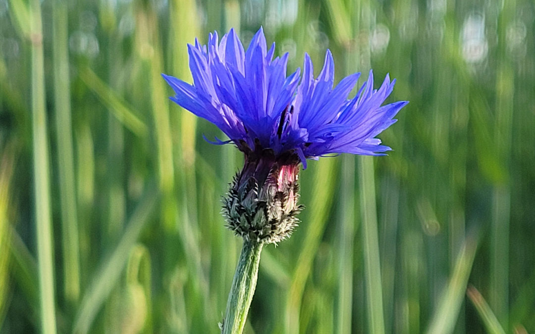 Bleuet dans les champs