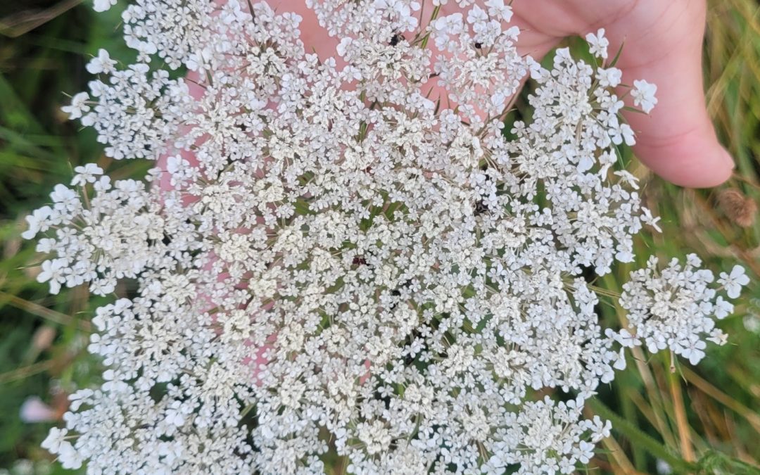 fleur de carotte ammi