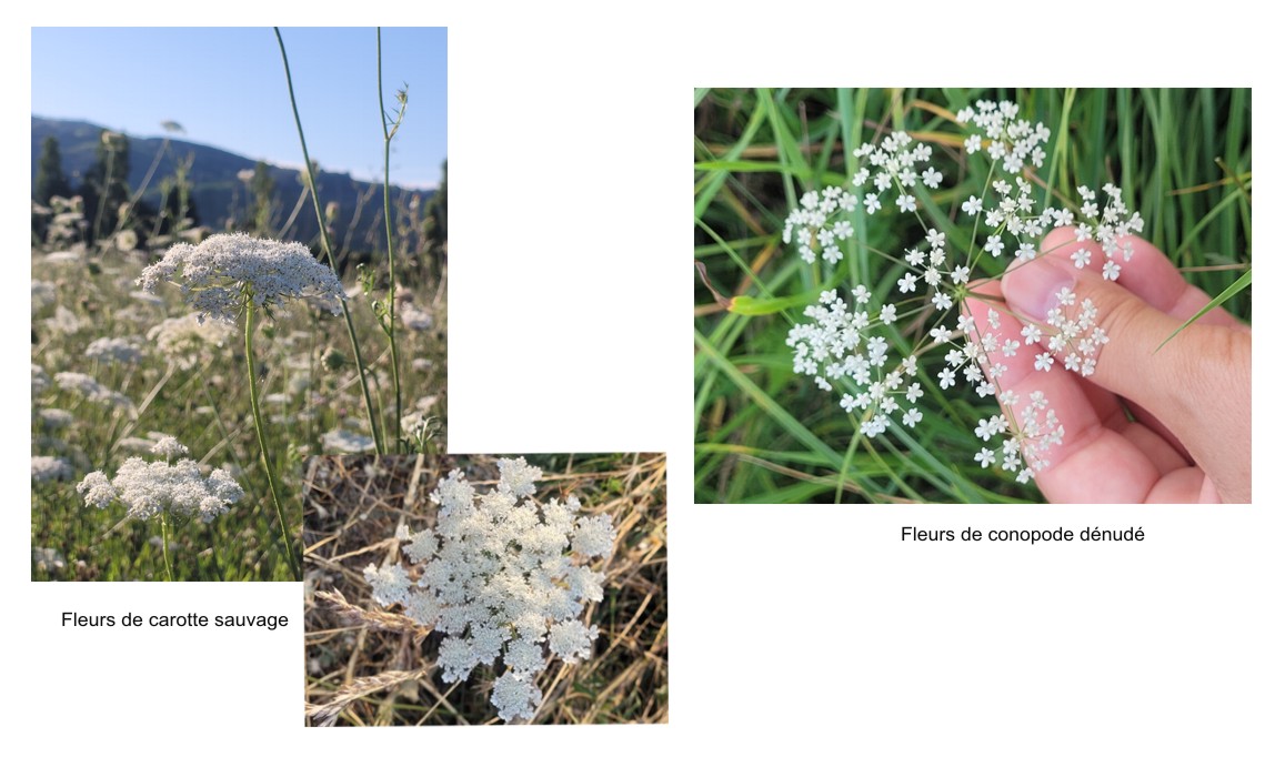 Composition de fleurs de genre ammi