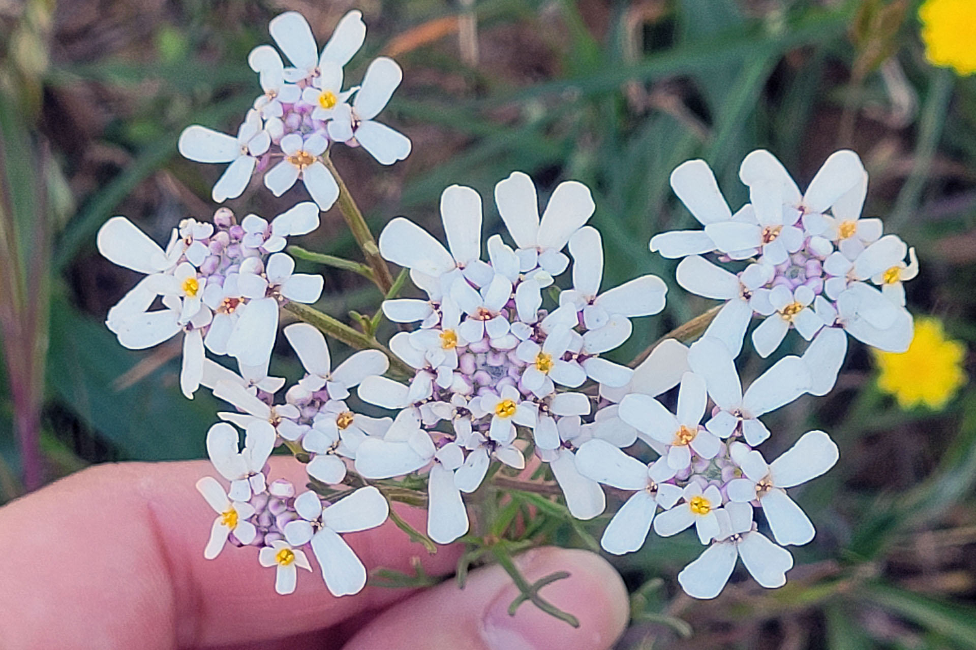 Cueillette des fleurs